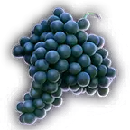 FOOD Purple Grapes Unfaded.png
