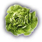 FOOD Head of Lettuce Unfaded.png