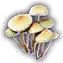 File:Mushroom Circle Unfaded Icon.png