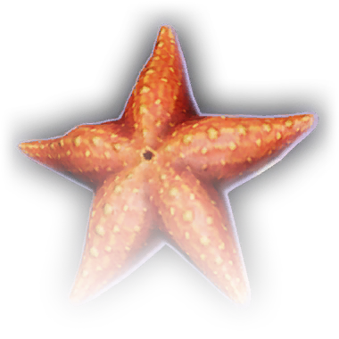Common starfish - Wikipedia
