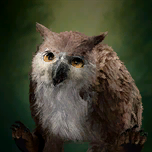 Owlbear Cub.