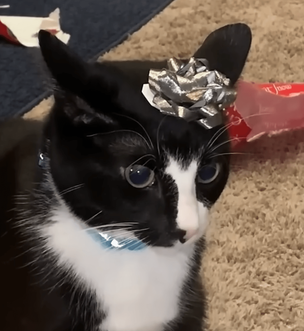 Cat with bow on head.png