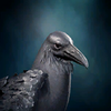 Icon Raven.png