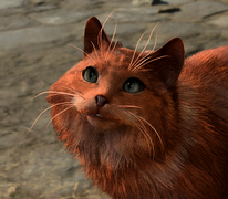Grub, a medium-hair cat