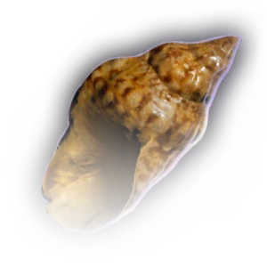 Conch Shell image