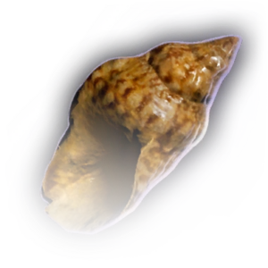 Conch Shell image
