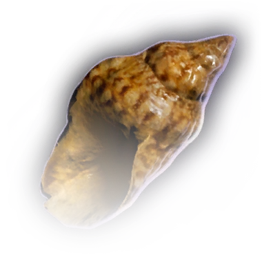 File:Clutter Conch A Faded.webp
