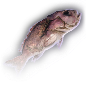 Rotten Fish image