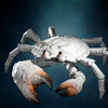 Portrait Crab.png