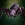 Sharran Spider