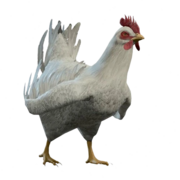 Dishevelled Chicken Model