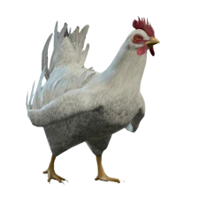 Dishevelled Chicken Model