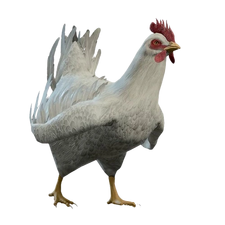 Dishevelled Chicken Model