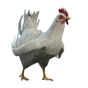 Model