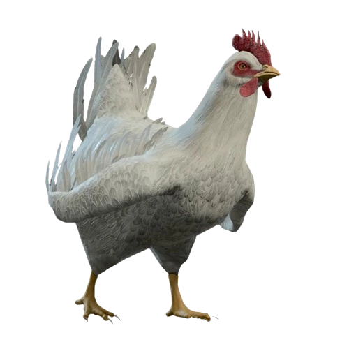 File:Dishevelled Chicken Model.webp