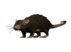 Giant Rat Model.png