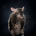 Portrait Rat.png