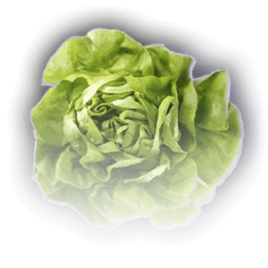 Head of Lettuce image
