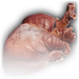 Human Heart Icon.png