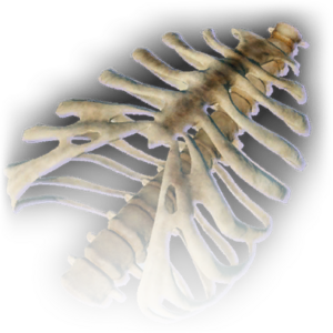 Ribcage (Clutter) image