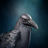 Portrait Raven.png