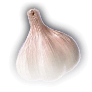 Garlic image
