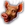 Pig's Head