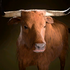 Portrait Frightened Ox.png