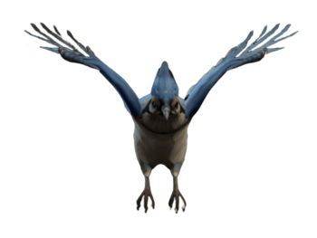 Topaz (Blue Jay) Model.png