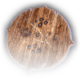 Wooden Shield B Faded.png