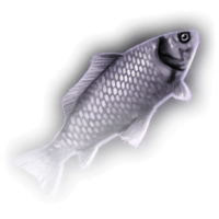 Fish Icon.png