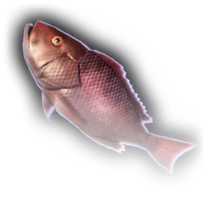 Fish image