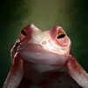 Portrait Frog.png