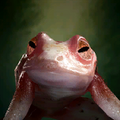 Portrait Frog.png