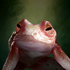 Portrait Addled Frog.png