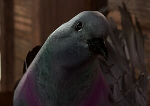 Pigeon commander lightfeather.jpg
