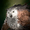 Owlbear Mate