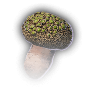 Dragon Egg Mushroom image