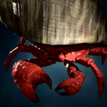 Portrait Armoured Crab.png