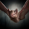 Portrait Bat.png