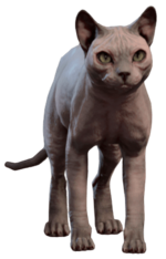 His Majesty Sphynx Model.png