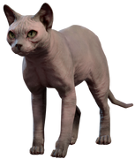 His Majesty, a hairless sphinx cat