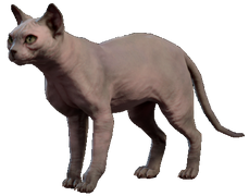 His Majesty, a hairless sphinx cat