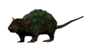 Necrotic Rat Model.png
