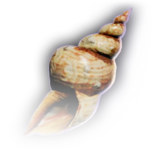 Conch Shell image