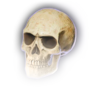 Sarin's Skull image