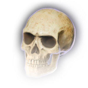 Unusual Skull image