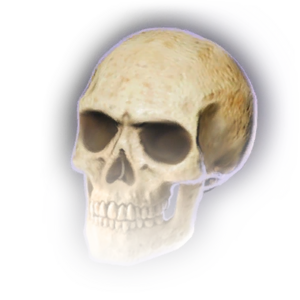 Skull image