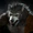 Predator Werewolf