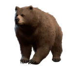 Bear Companion